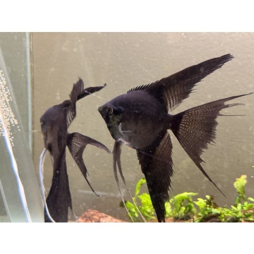 Proven Veiltail Pinoy Pair 1st Spawn