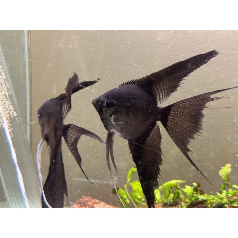 Proven Veiltail Pinoy Pair 1st Spawn
