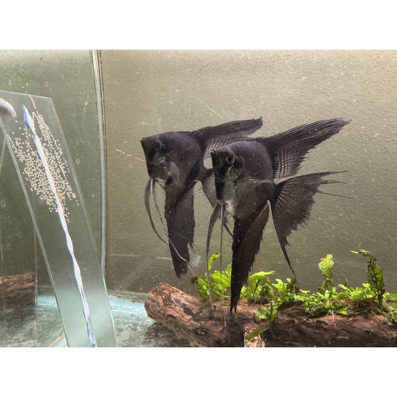 Proven Veiltail Pinoy Pair 1st Spawn