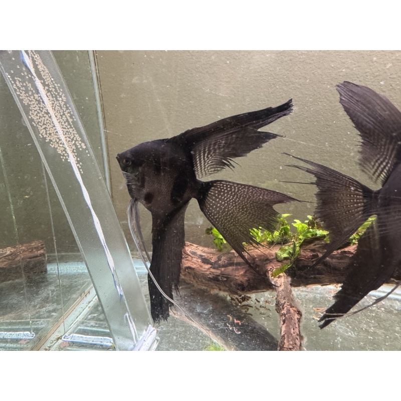 Proven Veiltail Pinoy Pair 1st Spawn