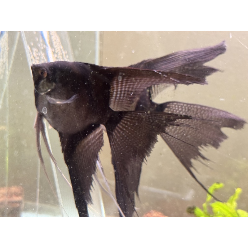 Proven Veiltail Pinoy Pair 1st Spawn
