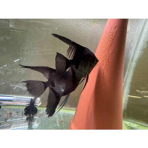 Proven Pinoy Pair 1st Spawn