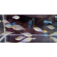 5 praecox rainbows