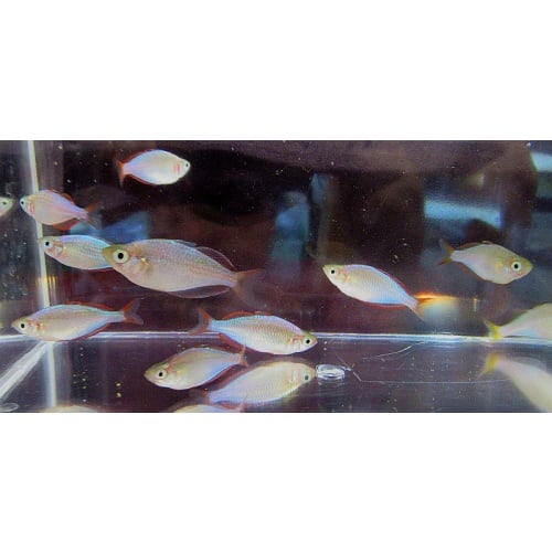 5 praecox rainbows
