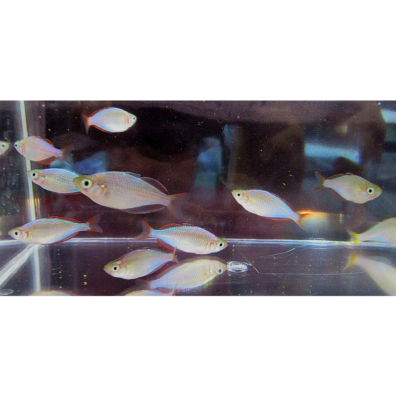 5 praecox rainbows