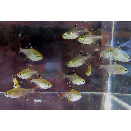 12 pristella tetras