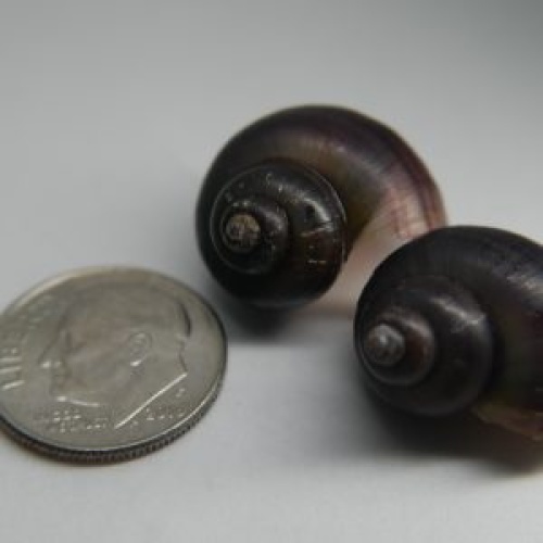 20 purple black mystery snails