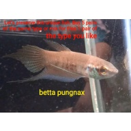 protect from extinction wild betta pungnax pair