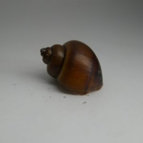12 purple albino mystery snails
