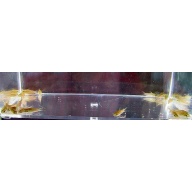10 pygmaeus corys