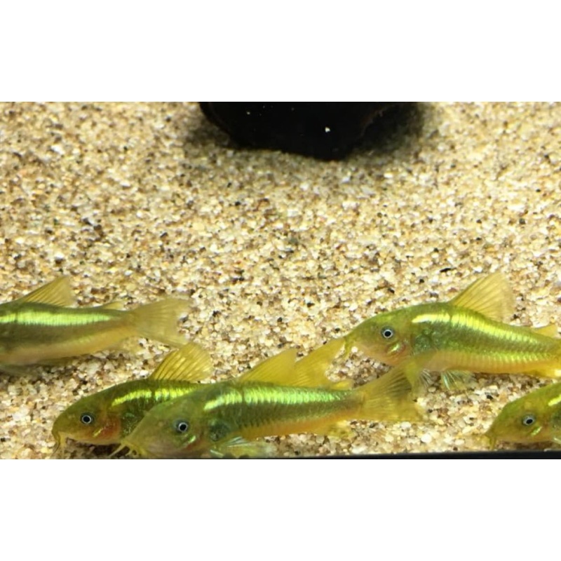 Green Laser Corydoras