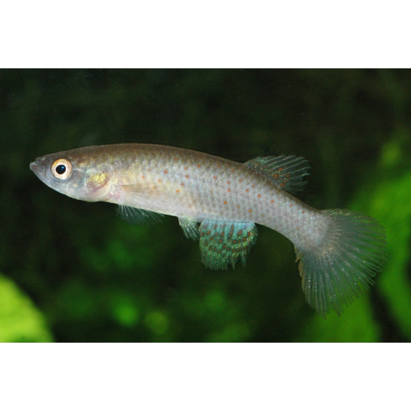 Rachovia splendens - Toluviejo - 25+ handpicked eggs.