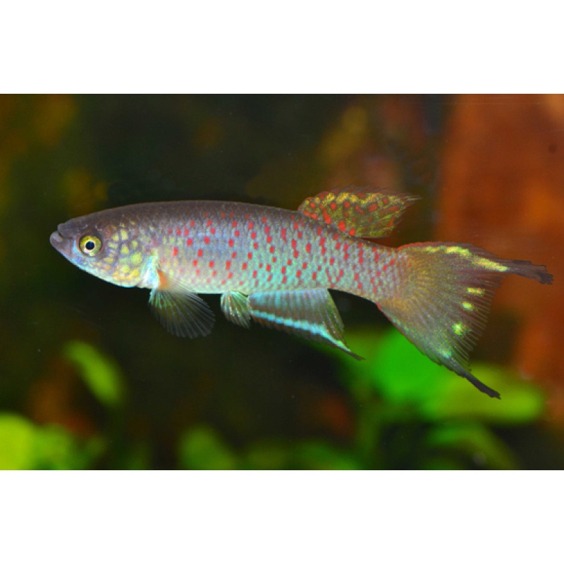 Rachovia splendens - Toluviejo - 25+ handpicked eggs.