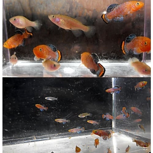 Young Breeding Pair of Nothobranchius Rachovii Biera 98