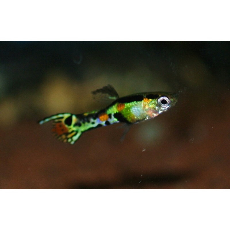 Poecilia wingei Cumana Rainbow