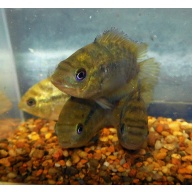 4 rainbow cichlids