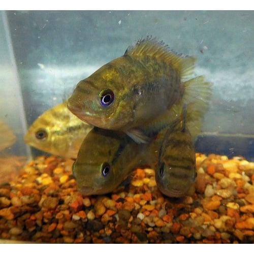 4 rainbow cichlids