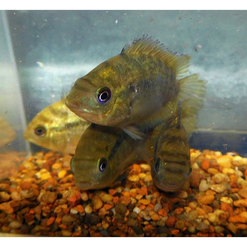 4 rainbow cichlids