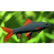 5 rainbow sharks