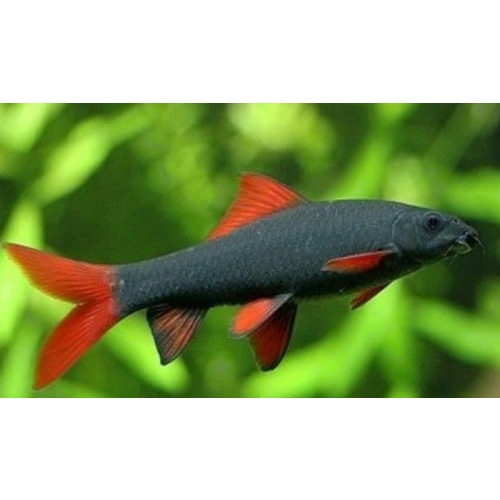 5 rainbow sharks