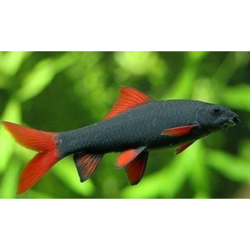 5 rainbow sharks