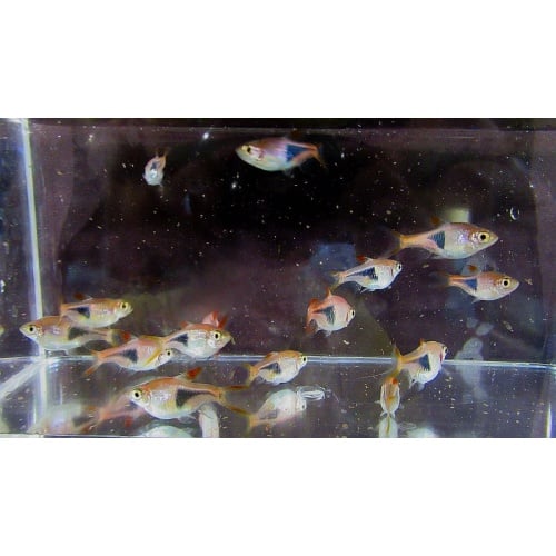 8 rasbora hets