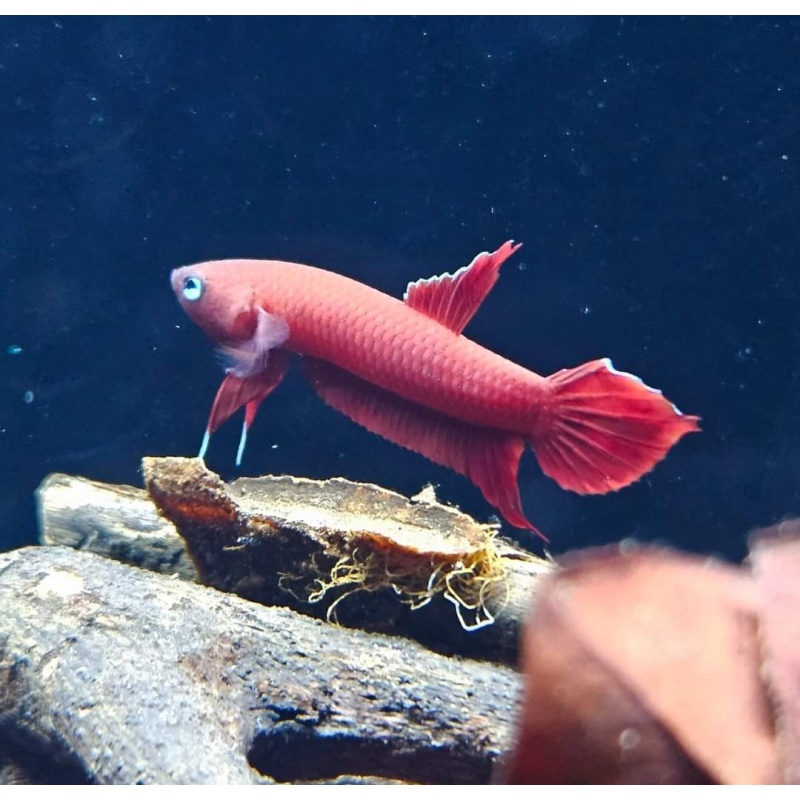 protect from extinction wild betta sp.red apiapi pair