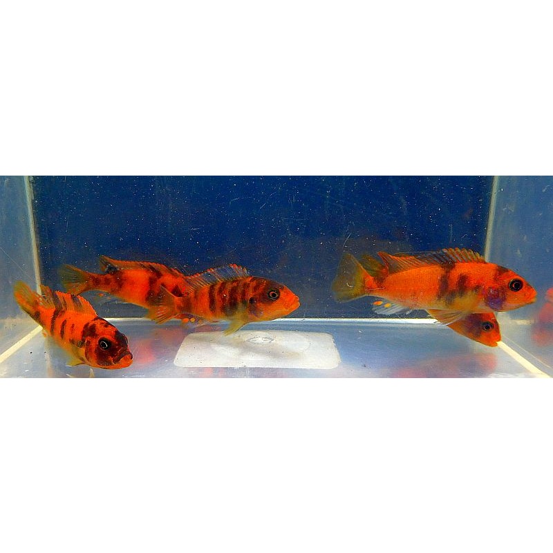 8 red blotch zebra