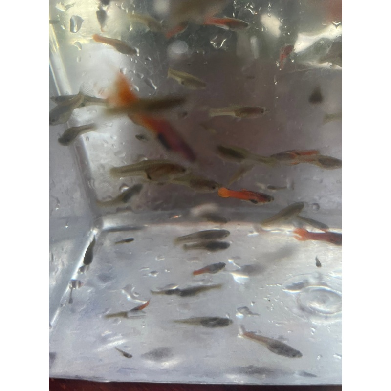 Red Chili Endlers, 4 Pairs