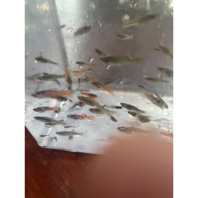 Red Chili Endlers, 4 Pairs