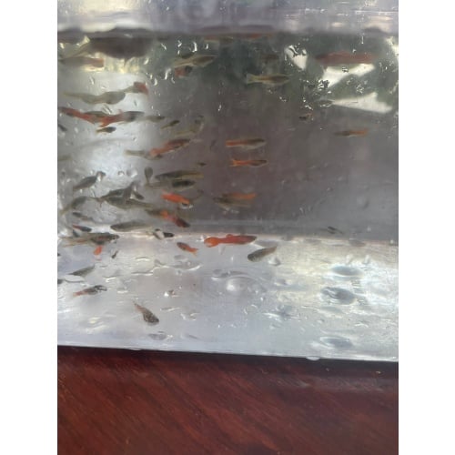 Red Chili Endlers, 4 Pairs