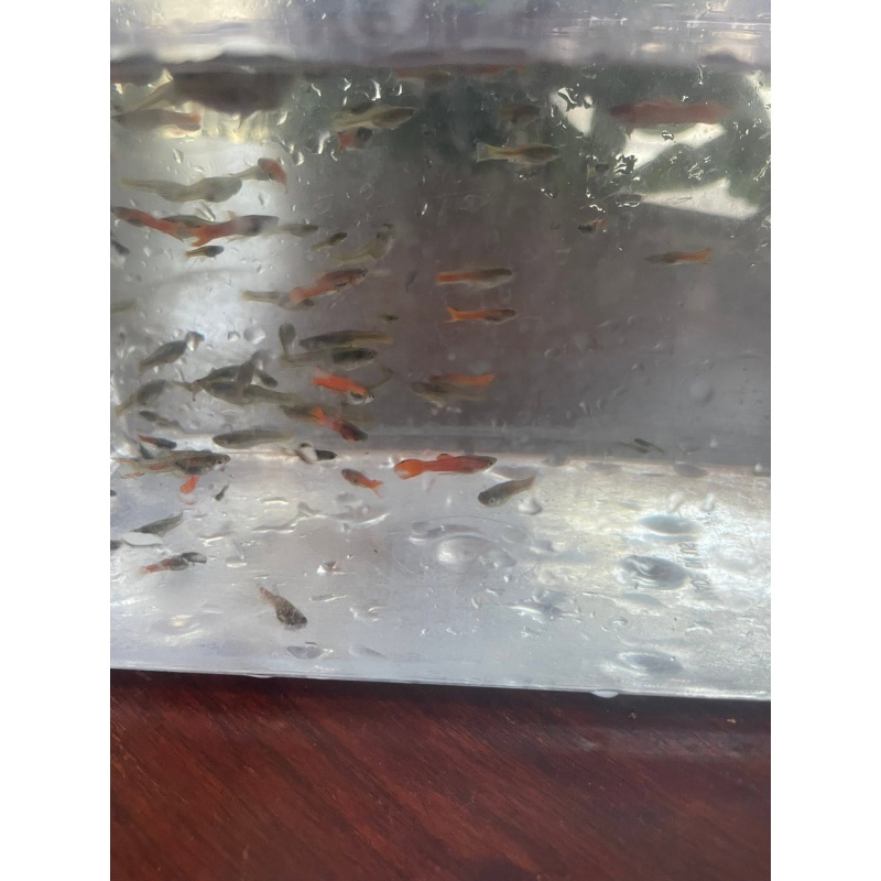 Red Chili Endlers, 4 Pairs