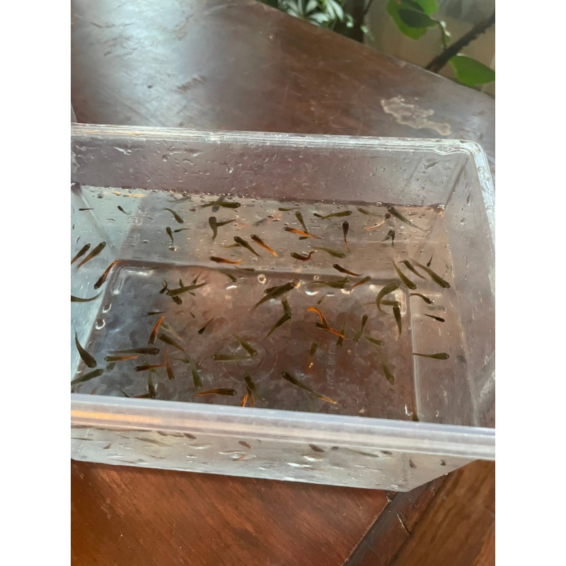 Red Chili Endlers, 4 Pairs