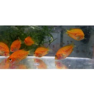 5 red chromide cichlids