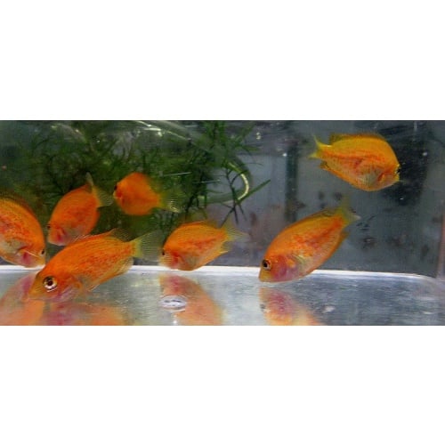 5 red chromide cichlids