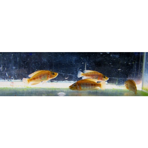 4 red compressiceps