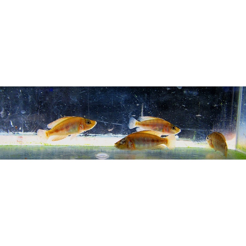 4 red compressiceps
