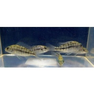 4 hap red empress