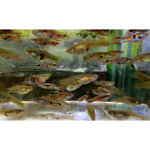 3 pair red endlers