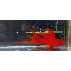 First Coast Tropical Fish