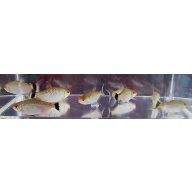 12 red eye tetras