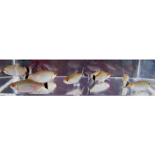 12 red eye tetras