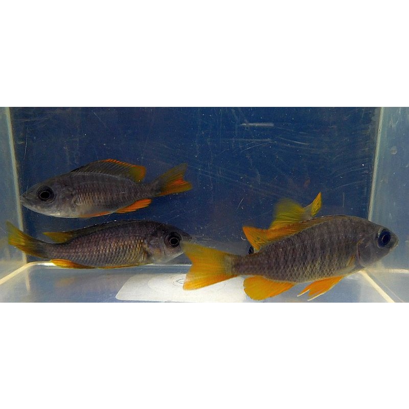 4 hap red fin borleyi