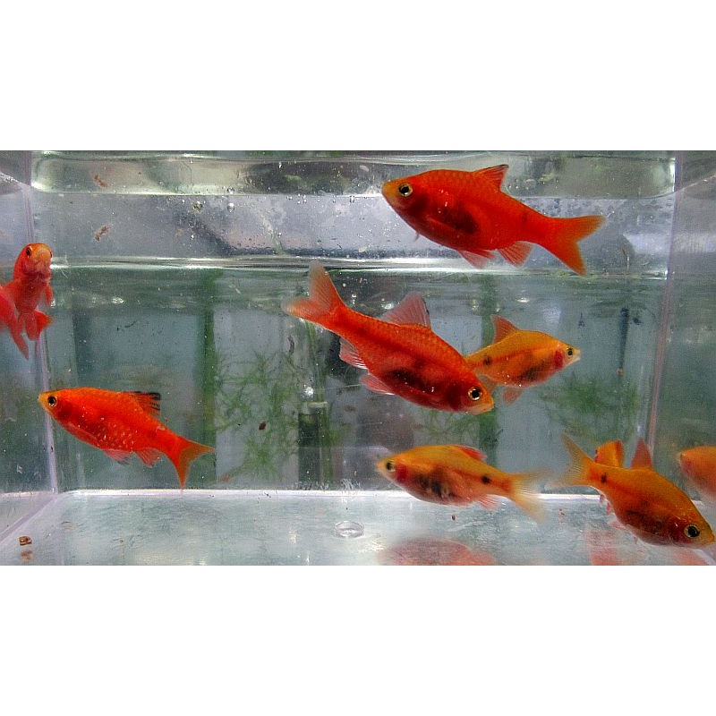 8 regular red glass barbs