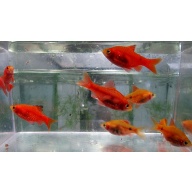 8 red glass barbs