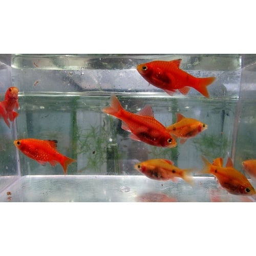 8 red glass barbs