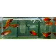 5 red honey gouramis