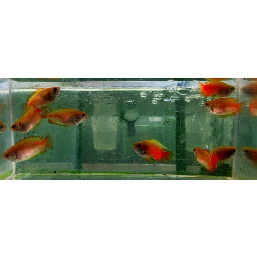 5 red honey gouramis