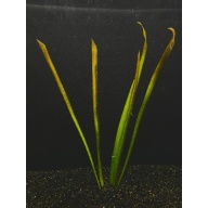 12 red jungle val