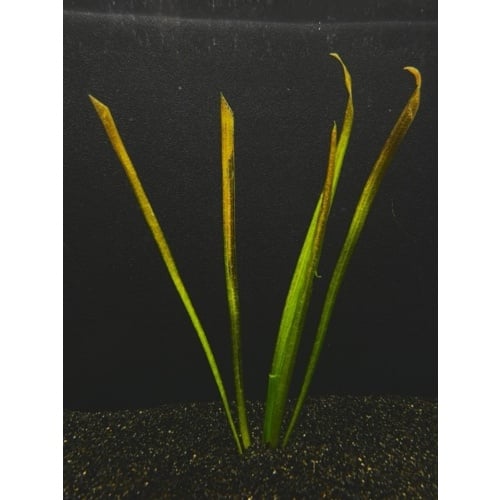 12 red jungle val